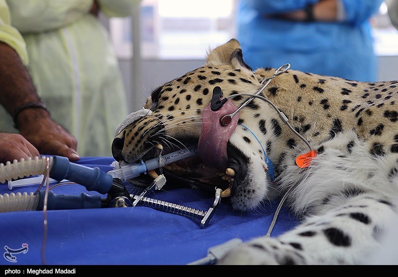 عمل جراحی ( ریکا ) پلنگ ایرانی (تصاویر)