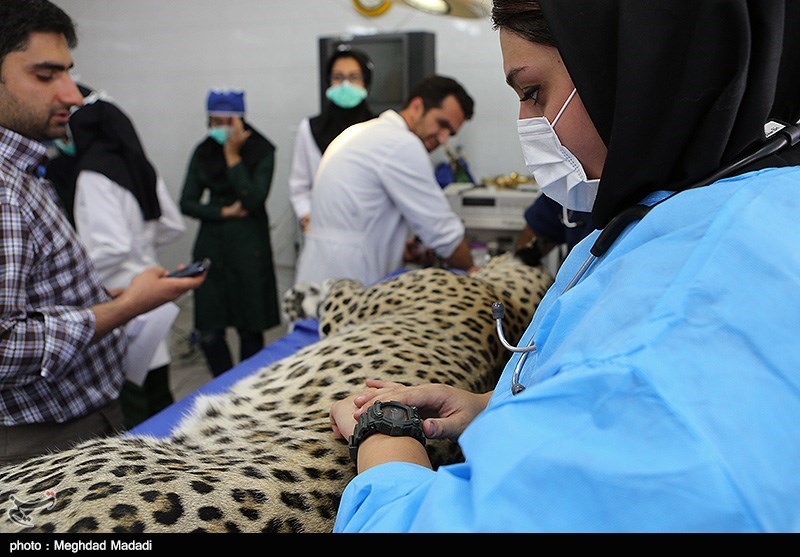 عمل جراحی ( ریکا ) پلنگ ایرانی (تصاویر)