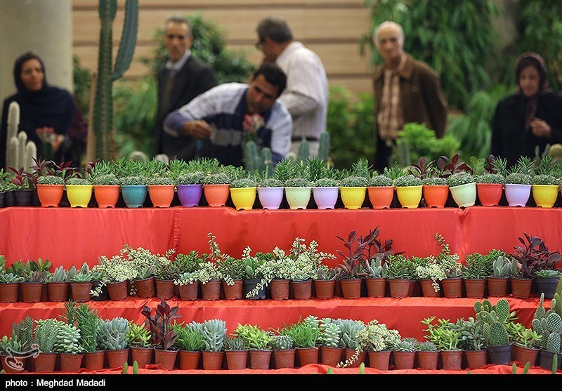 139307281337008013884214 زیباترین گل‌ها در نمایشگاه گل و گیاه تهران