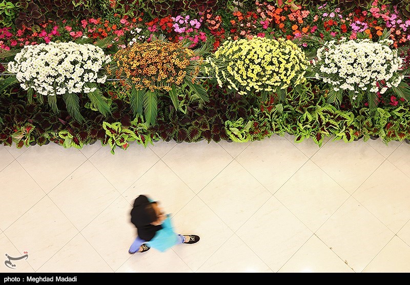 139307281337031413884214 زیباترین گل‌ها در نمایشگاه گل و گیاه تهران