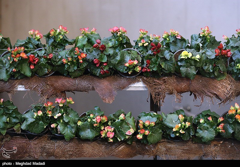 139307281337036713884214 زیباترین گل‌ها در نمایشگاه گل و گیاه تهران