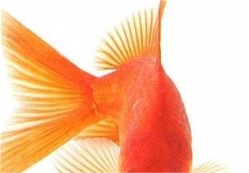 نکات مهم درباره ماهی قرمز عید