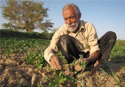 یک خبر خوب برای کشاورزان