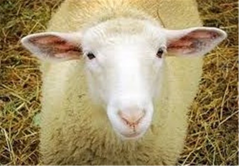 دومین بره ناقص‌الخلقه با 6 دست و پا در قالیباف نیشابور متولد شد