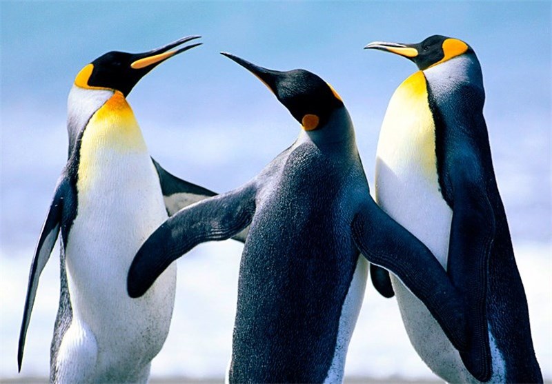 استاندار سیستان و بلوچستان از وضعیت خدمات‌دهی شهر زاهدان بازدید کرد