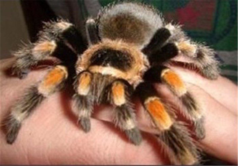 ساخت مسکن های موثر و بی خطر با سم رتیل