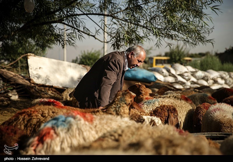 کد نظارت بر ذبح و صید رونمایی شد