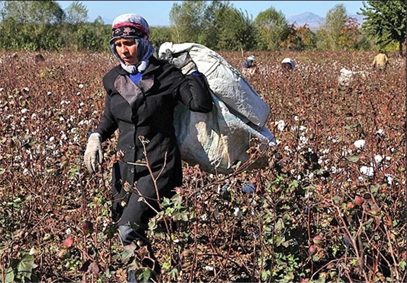 300 تن وش پنبه از کشاورزان خراسان شمالی خریداری شد
