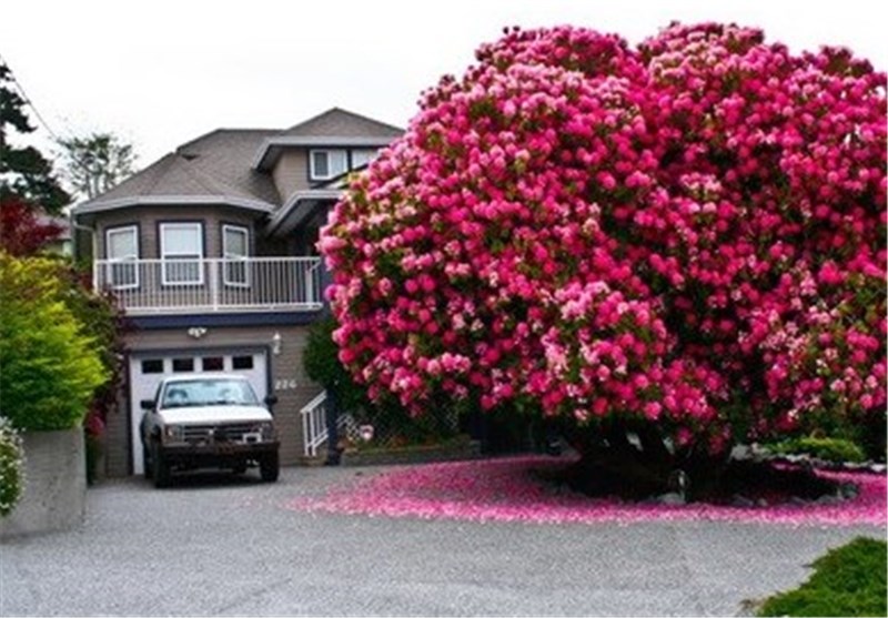 عکس/16درخت شگفت‌انگیز جهان