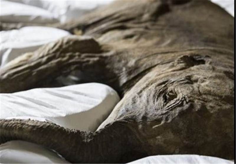 کشف موجود شگفت‌انگیز