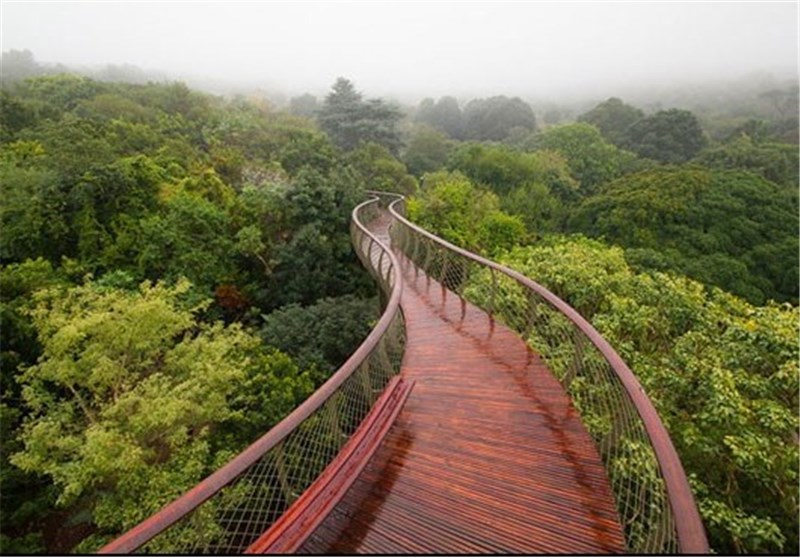 حس رویایی قدم زدن بر فراز درختان + تصاویر