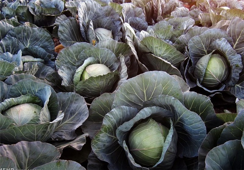 تصاویر برداشت کلم در هشت بندی هرمزگان‎