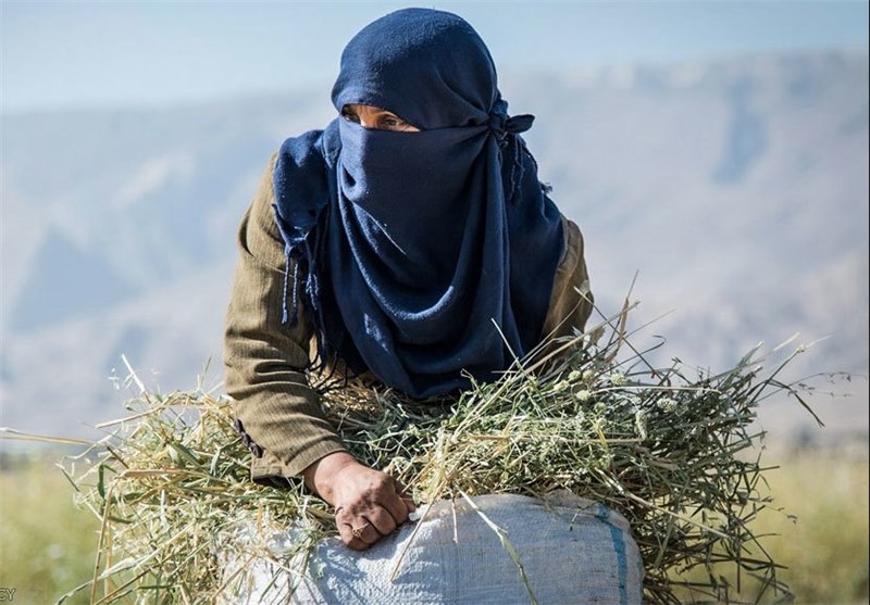 تصاویر جمع آوری سنتی کاه و خوشه های گندم