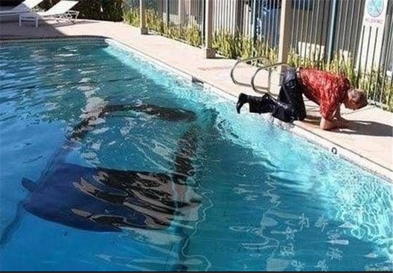 تصاویر سوانح رانندگی عجیب و غریب