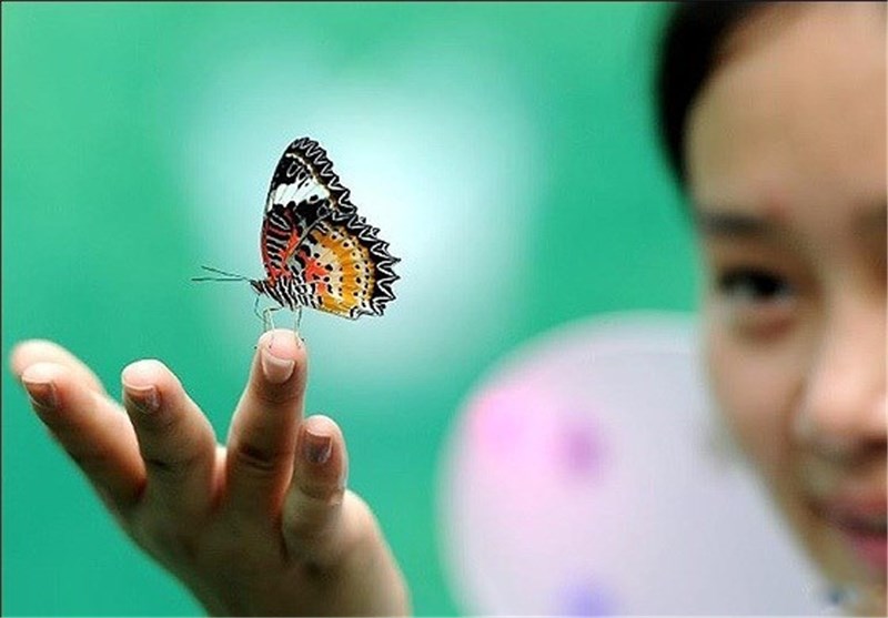 تصاویر جشنواره پروانه ها در چین
