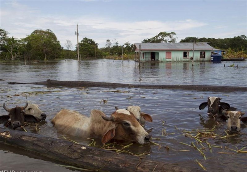 تصاویر سیل در اطراف آمازون‎