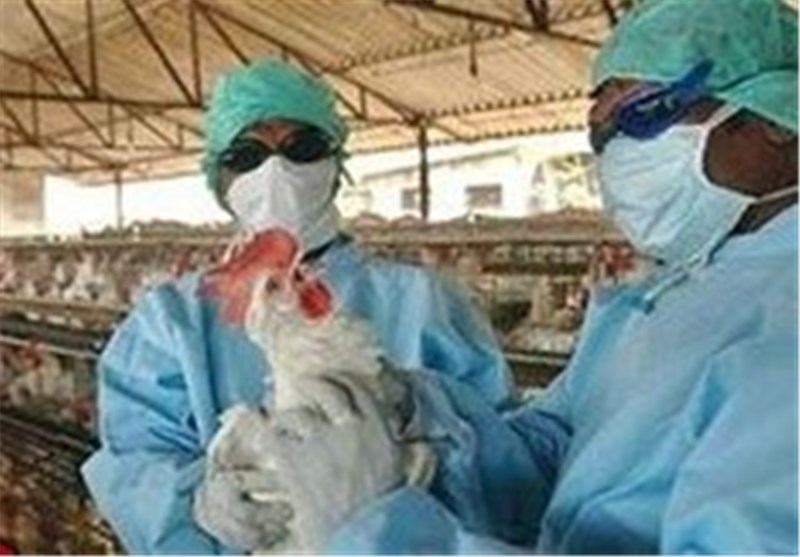 بیماری آنفولانزای مرغی