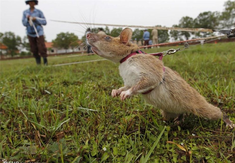 تصاویر موش های مین یاب