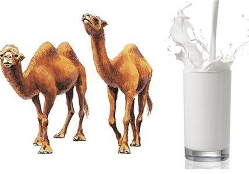 دوغ یا شیر شتر