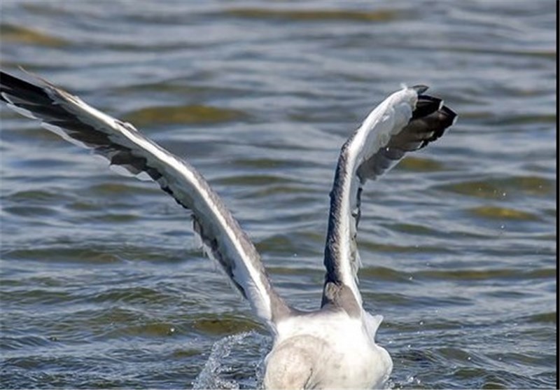 عکس/ شکار اختاپوس به دست مرغ دریایی