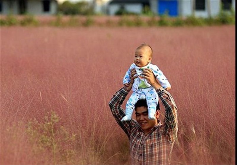عکس/ علف‌های صورتی در چین