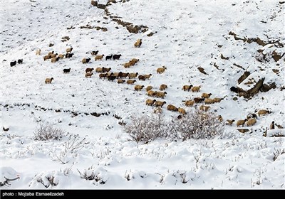 طبیعت برفی آذربایجان غربی
