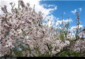 شکوفه های بهاری شیراز