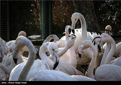 باغ پرندگان اصفهان
