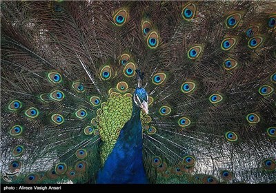 باغ پرندگان اصفهان