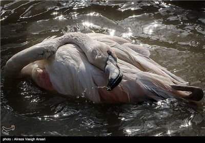 باغ پرندگان اصفهان