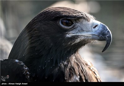 باغ پرندگان اصفهان