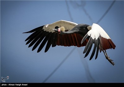 باغ پرندگان اصفهان