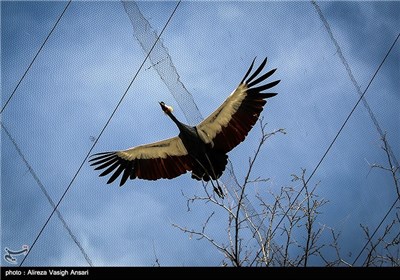 باغ پرندگان اصفهان