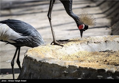باغ پرندگان اصفهان