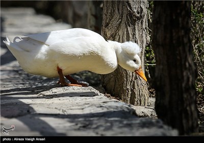 باغ پرندگان اصفهان