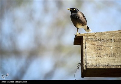 باغ پرندگان اصفهان