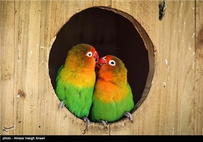 باغ پرندگان اصفهان