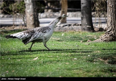 باغ پرندگان اصفهان