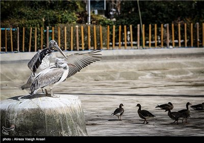 باغ پرندگان اصفهان