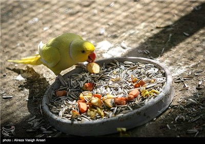 باغ پرندگان اصفهان