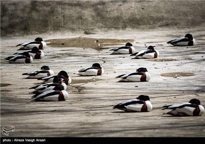 باغ پرندگان اصفهان