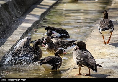 باغ پرندگان اصفهان