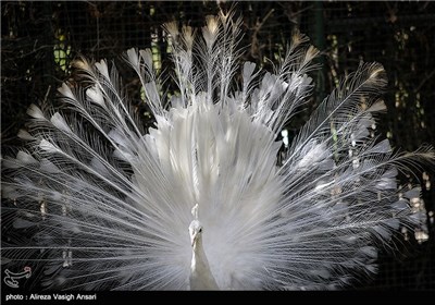 باغ پرندگان اصفهان