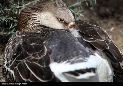 باغ پرندگان اصفهان