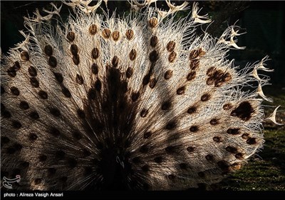 باغ پرندگان اصفهان