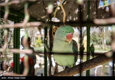 باغ پرندگان اصفهان