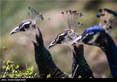 باغ پرندگان اصفهان