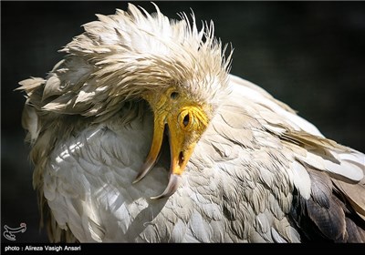 باغ پرندگان اصفهان