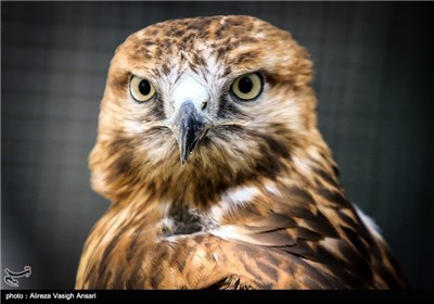 باغ پرندگان اصفهان