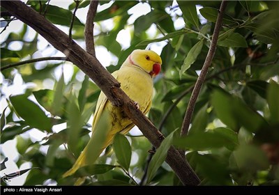 باغ پرندگان اصفهان